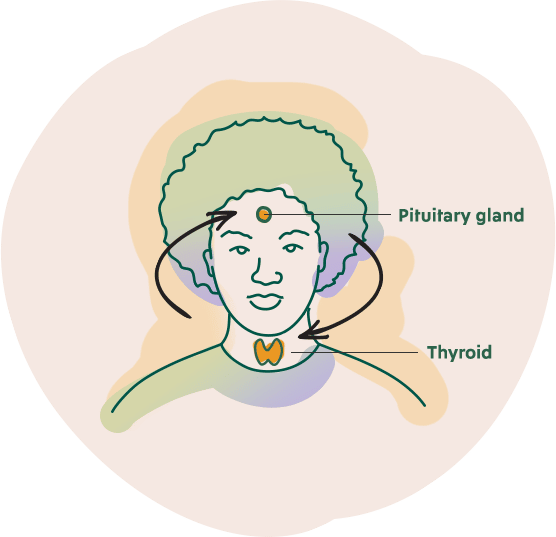 Patient with indicators of their thyroid and pituitary gland